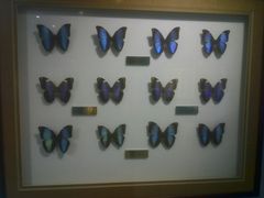 -上海昆虫博物馆