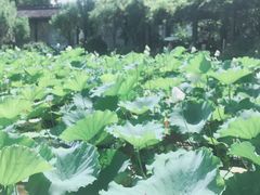 -上海醉白池公园