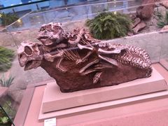 -陕西自然博物馆