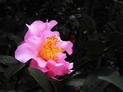 -金花茶公园