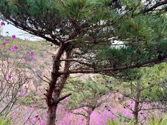 -青岛大珠山景区