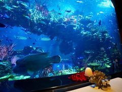 -迪拜帆船酒店海底餐厅