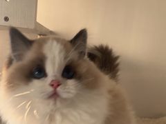 -东方名猫馆·英短金渐层布偶猫舍(环线广场1号楼店)