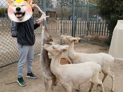 -北京麋鹿生态实验中心