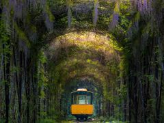 -合肥滨湖国家森林公园