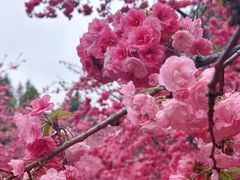 -洛龙公园