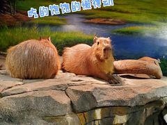 -正佳雨林生态植物园