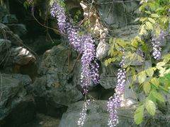 -艺圃