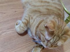 -李小姐の猫咖啡馆(五角场店)