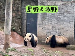 -都江堰中华大熊猫苑
