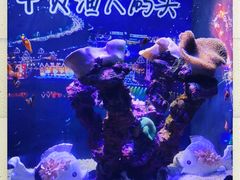 -烟台海昌鲸鲨海洋公园