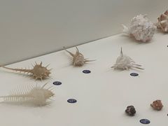 -青岛贝壳博物馆