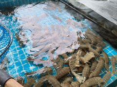 -渡海小渔村.老辈日照菜