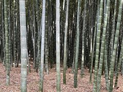 -同里国家湿地公园