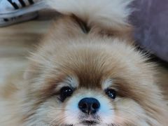 -喵百万·布偶·蓝金金渐层英短·猫舍(百子湾店)