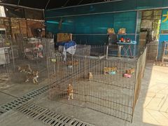 -柴犬高等学院·狗咖·柴犬售卖·宠物训练