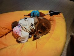 -逗柴咖啡屋·狗咖猫咖宠物桌游