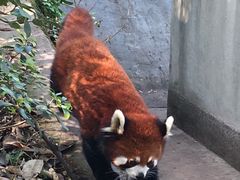 -成都大熊猫繁育研究基地
