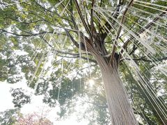 -南山植物园