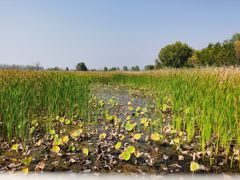 -野鸭湖国家湿地公园