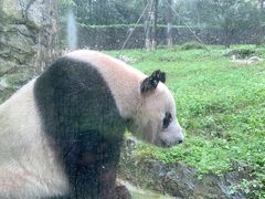 -都江堰中华大熊猫苑
