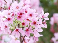 -中国科学院华南植物园