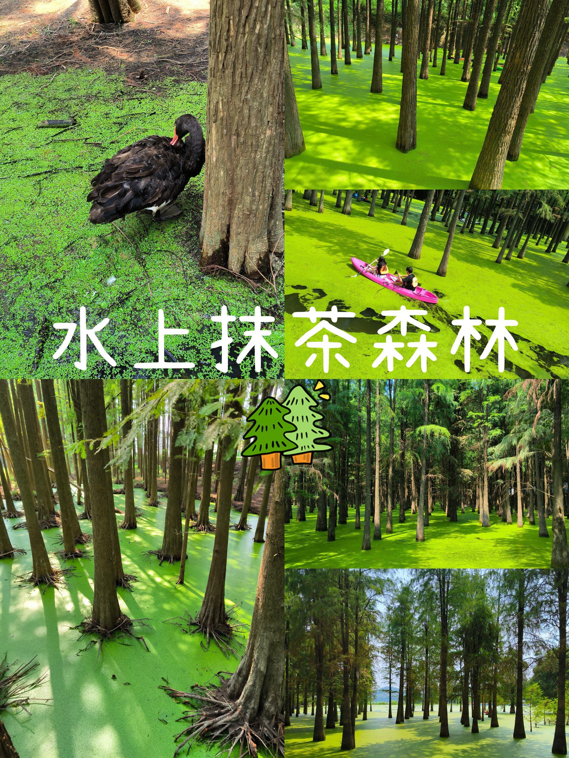 青山湖水上森林真的太美了!