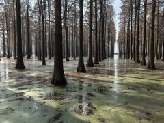 -渌洋湖湿地公园