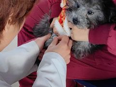 -瑞派福兴宠物医院犬猫全科·骨科·中西医结合(河东店)