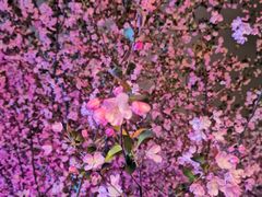 -东湖磨山景区樱花园-停车场