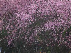 -白塘生态植物园