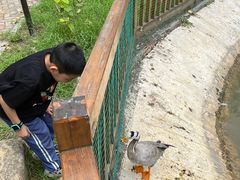 -合肥滨湖国家森林公园