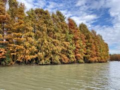 -上海海湾国家森林公园