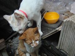 呜咪和丁丁-小雅青年旅舍(平江路店)