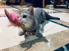 -猫色咖啡·猫咖