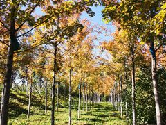 -永定河休闲森林公园