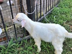 -上海滴水湖皇冠假日酒店