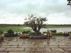 iphone_upload_pic-上海海湾国家森林公园