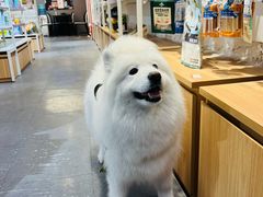 -宠物家(双井店)