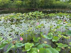 -昆山城市生态森林公园