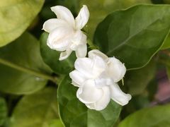 -素心小筑(后沙裕镇店)