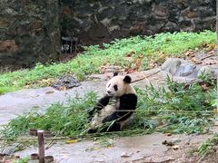 -都江堰中华大熊猫苑