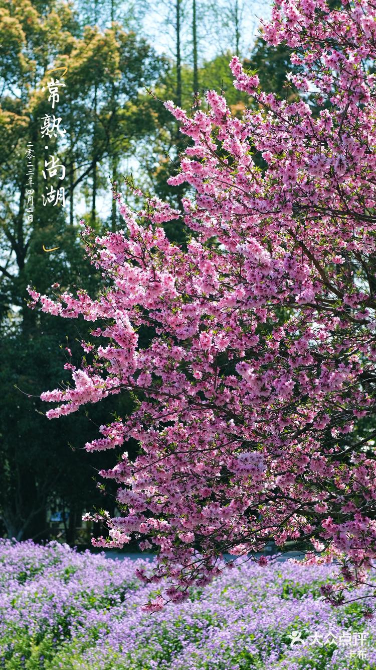 常熟尚湖牡丹节