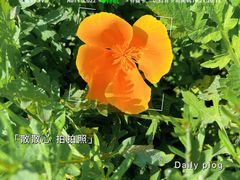 -上海滨江森林公园