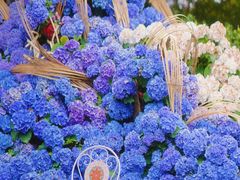 -上海鲜花港