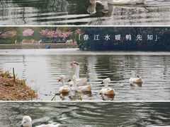 -新江湾城公园