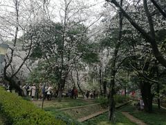 -武汉大学-樱园