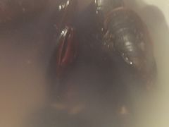 -阿马蛋汤·宁波小海鲜(总店)