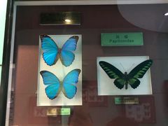 -上海昆虫博物馆