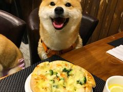 -百好乐宠物友好餐厅(朝外大街店)